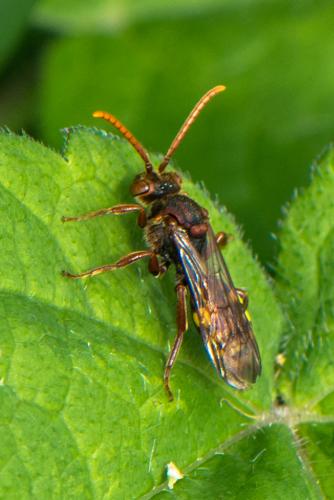 Nomada sp.